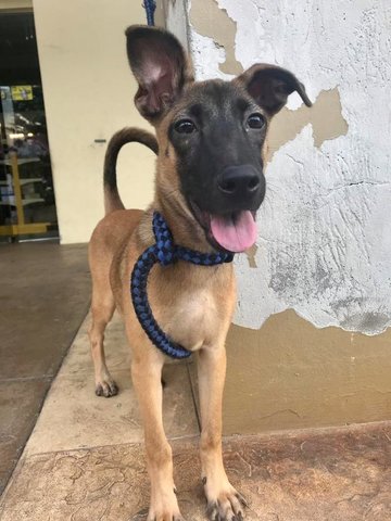 Girl - Mixed Breed Dog