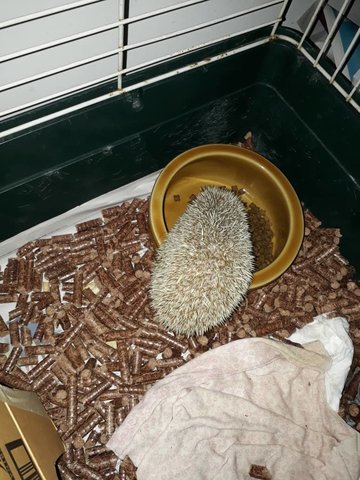 Hedgehog In Sek 6, Kota Damansara - Hedgehog Small & Furry