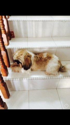 Amy - Shih Tzu Dog