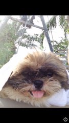 Amy - Shih Tzu Dog