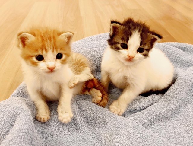 Soya And Ginger  - Calico + Domestic Medium Hair Cat