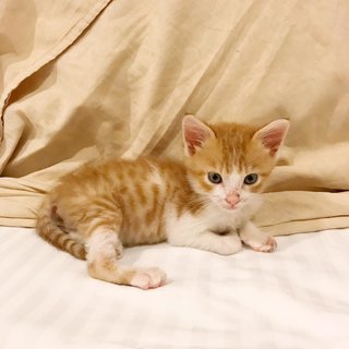 Soya And Ginger  - Calico + Domestic Medium Hair Cat