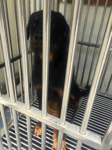 Purebred Rottweiler - Rottweiler Dog