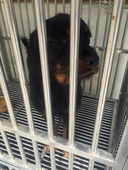 Purebred Rottweiler - Rottweiler Dog