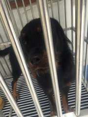 Purebred Rottweiler - Rottweiler Dog