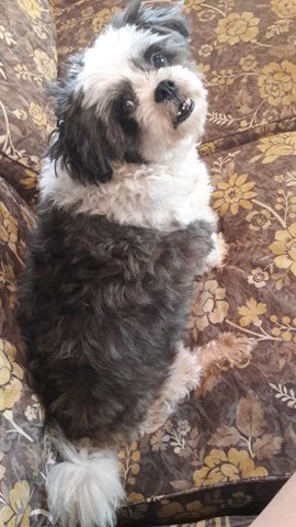 Cleo - Havanese + Shih Tzu Dog