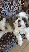 Cleo - Havanese + Shih Tzu Dog