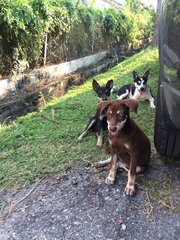 Honeybear Girl - Mixed Breed Dog