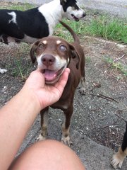 Honeybear Girl - Mixed Breed Dog