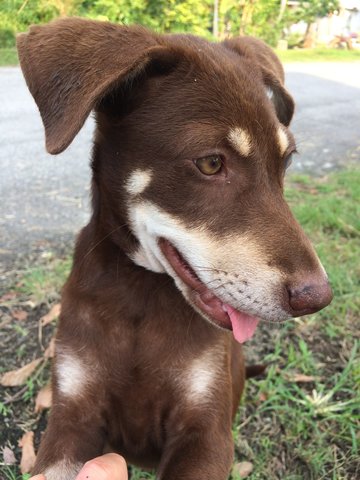 Honeybear Girl - Mixed Breed Dog