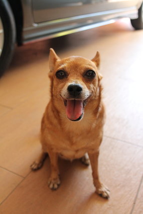 Dadanui (Or Juju) - Miniature Pinscher + Pomeranian Dog