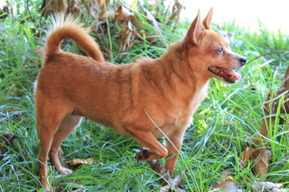 Dadanui (Or Juju) - Miniature Pinscher + Pomeranian Dog