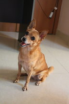 Dadanui (Or Juju) - Miniature Pinscher + Pomeranian Dog