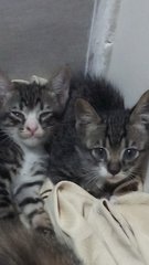 Kittens - Domestic Medium Hair Cat