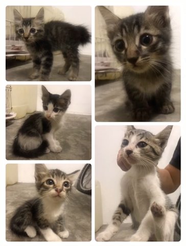 Itsy, Bitsy, Mini, Myni &amp; Moe - Domestic Short Hair Cat