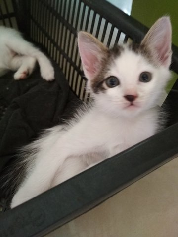 Male Kitten - Domestic Medium Hair Cat