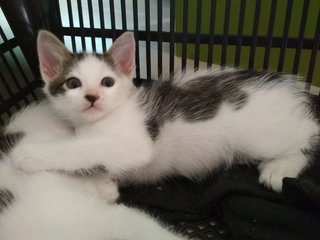 Male Kitten - Domestic Medium Hair Cat