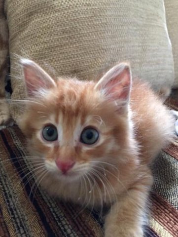 Max  - Bengal + Domestic Long Hair Cat