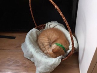 Nap in my basket 