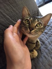 Penny - Domestic Short Hair Cat