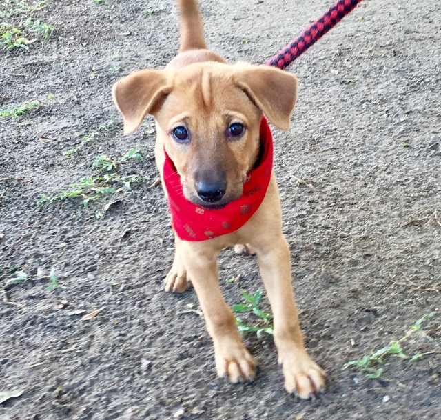 Happy, Joy And Grace - Mixed Breed Dog