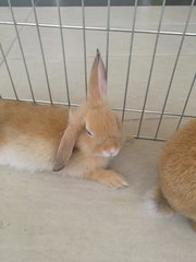 Now I'm half a sleepy half-lop!