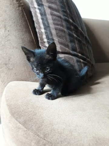 Jet - Domestic Short Hair Cat