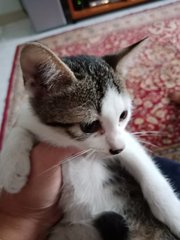 Bintel For Free Adoption  - Domestic Short Hair Cat