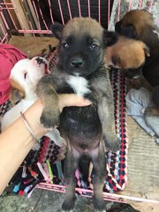 Puppies And Mother Dog - Mixed Breed Dog