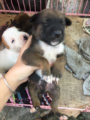 Puppies And Mother Dog - Mixed Breed Dog