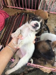 Puppies And Mother Dog - Mixed Breed Dog