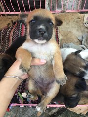 Puppies And Mother Dog - Mixed Breed Dog