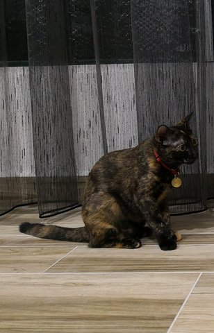 Coco - Tortoiseshell Cat