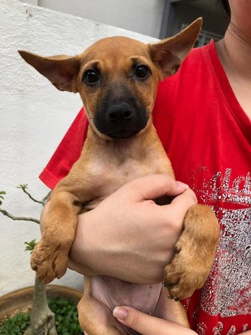 Beany - Labrador Retriever Mix Dog