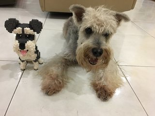 Oscar - Schnauzer Dog