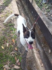 Panda - Mixed Breed Dog