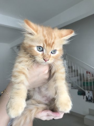 Taro, Stormy, Tanuki &amp; Toasty - Turkish Angora + Persian Cat