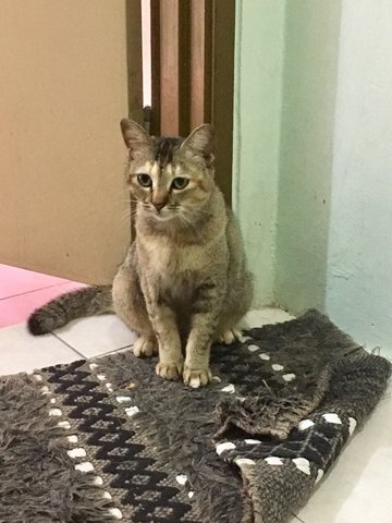 Kitkat From Kulim - Domestic Short Hair Cat