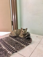 Kitkat From Kulim - Domestic Short Hair Cat