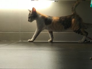 Harley Catwalk