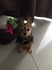 Kira - Yorkshire Terrier Yorkie Dog