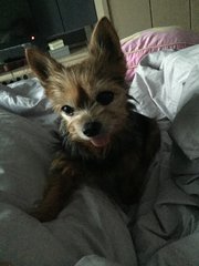 Kira - Yorkshire Terrier Yorkie Dog