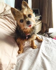 Kira - Yorkshire Terrier Yorkie Dog