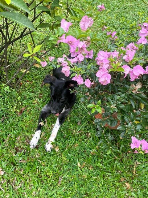 Lillie @ Rhu (V) - Mixed Breed Dog