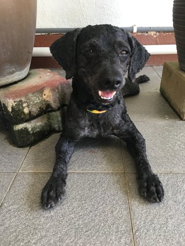 Buddy Rocco  - Whippet + Poodle Dog