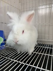 Cotton  - Bunny Rabbit Rabbit