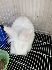 Cotton  - Bunny Rabbit Rabbit