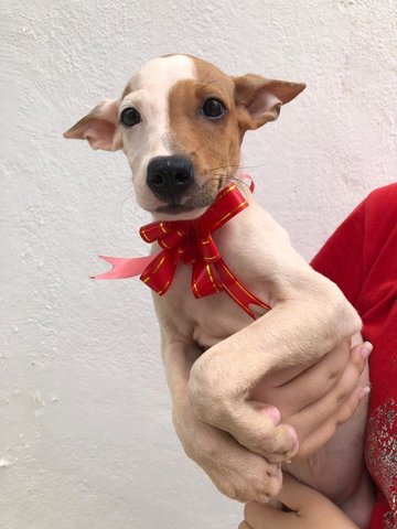 Bentley - Labrador Retriever Mix Dog