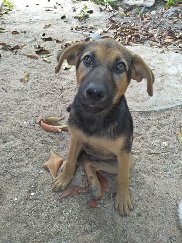 P2 - Mixed Breed Dog