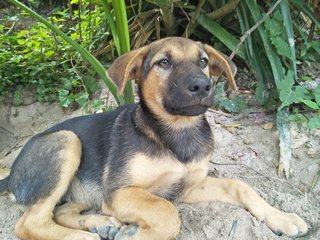 P2 - Mixed Breed Dog